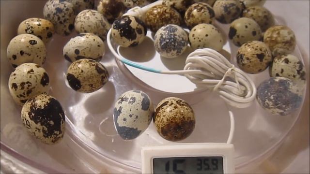 Инкубация перепелиных яиц из магазина. Часть3 смотреть онлайн