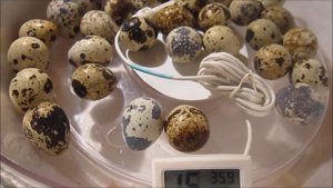 Инкубация перепелиных яиц из магазина. Часть3