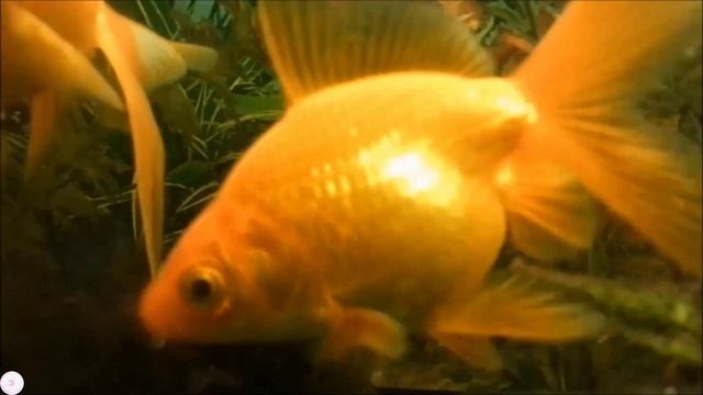 Золотые рыбки
