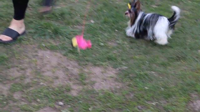 Девочка бивера смотреть онлайн