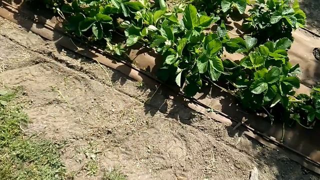 ПОСАДКА КЛУБНИКИ НА АГРОВОЛОКНО МЕМБРАНУ PLANTEX. Серия 1 смотреть онлайн