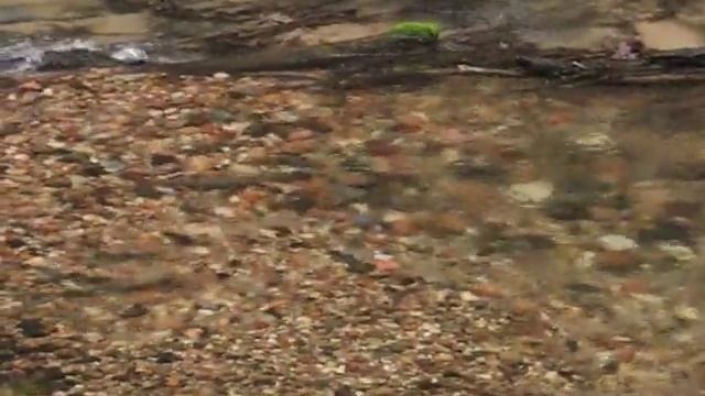 Самцы форели смотреть онлайн