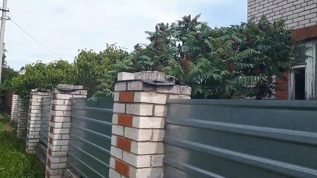 СУМАХ в Подмосковье!!! ДЕРЕВО-куст!!! Ниваки по-РУССКИ... смотреть онлайн