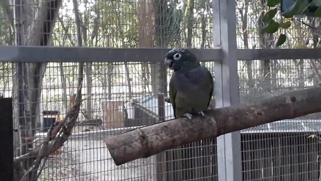 Гривистый голубь | Зоопарк Кирьят Моцкин смотреть онлайн
