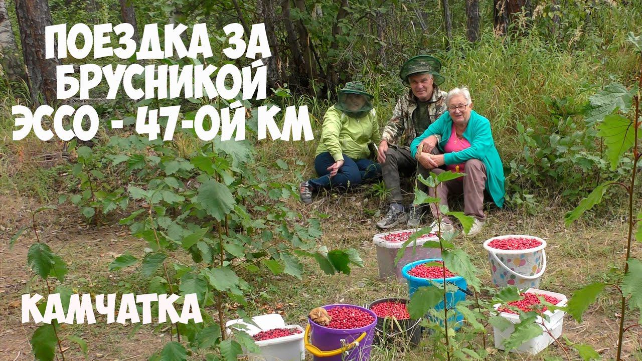 За брусникой!