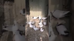 Армянские бойные голубы Сурена. #subscribe #голубеводство #голуби #pigeon #pigeons #pigeonlover