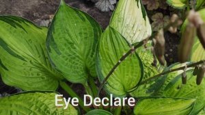 Хоста хамелеон сорт Eye Declare....в своем прекрасном осеннем наряде... обажаю ее