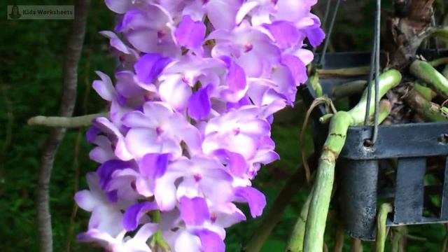 Amazing flowers. Amazing Flowers in this world . Flowers that you have seen before. Flowers name . смотреть онлайн