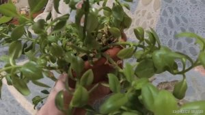 Аптения не цветёт. Почему?