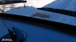 В Касимове собаки загрызли лису