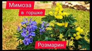 Мимоза и Розмарин Выращивание в контейнере Особенности ухода Как добиться цветения.