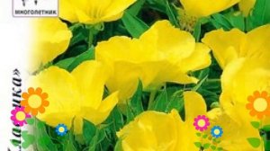 Энотера обыкновенная (Ночная Свеча). Краткий обзор, описание характеристик, где купить семена