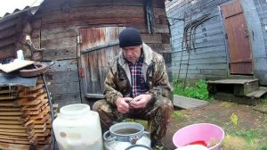 ГРУЗДИ . Вымачиваем, солим расскладываем по банкам на хранение.