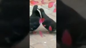 Умоляю, ради Бога, тише, голуби целуются на крыше