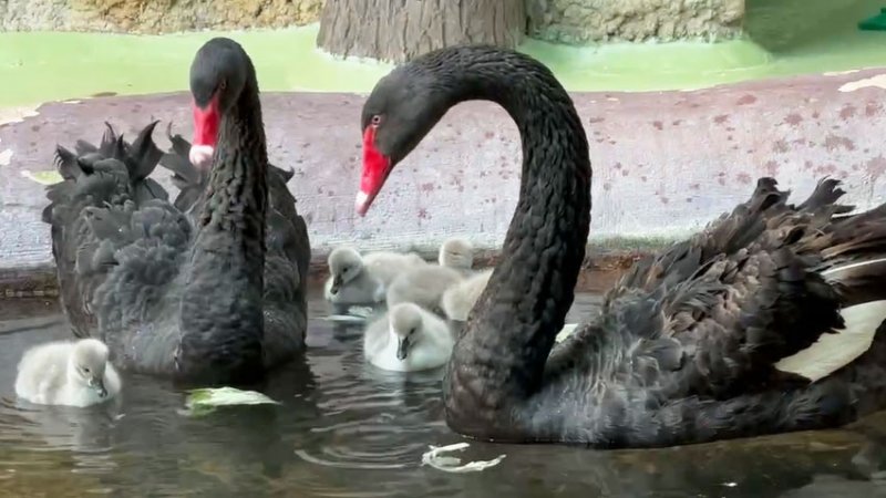 В Московском зоопарке у черных лебедей появились птенцы
