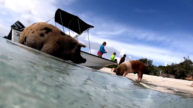 Swimming Pigs from Pig Island in the Bahamas смотреть онлайн