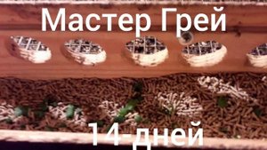 Мастер Грей цыплята 14-дней