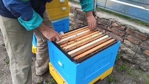 Противороевой метод Демари. Расширение гнезда пчёл. Постановка второго дадановского корпуса