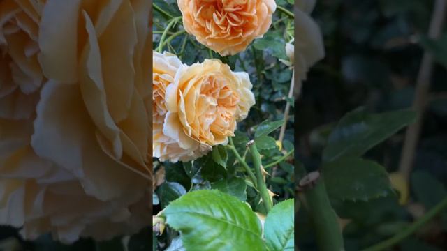 David Austin Crown Princess Margareta Rose 玛格丽特王妃玫瑰月季 #rose #davidaustinroses #davidaustin