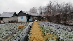 Укрываем клубнику соломой на зиму - клубничный сад.