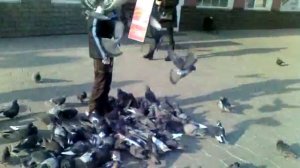Любовь и голуби