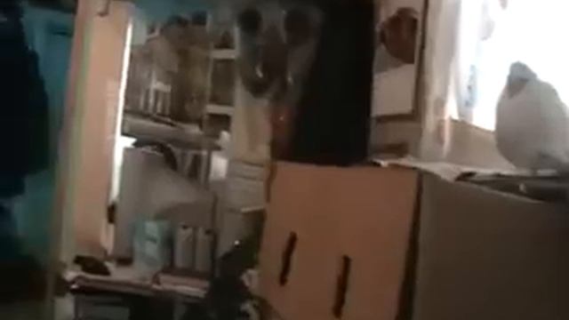 Голубинная любовь.Мои любимые голуби, любовь, избрание. 28. 02. 2014. Игнатий Лапкин смотреть онлайн