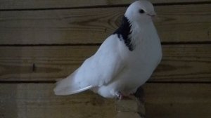 Голуби Игоря Рыбачка. Часть вторая. Гусь Хрустальный.