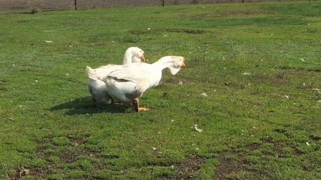 ХОЛМОГОРСКИЕ ГУСИ май 2022 племенной сезон продолжается смотреть онлайн