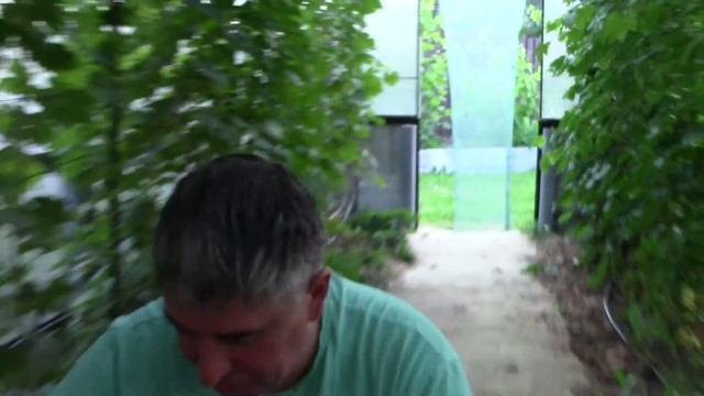 Сорт винограда Гармония