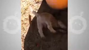 Quand les animaux nous font rire