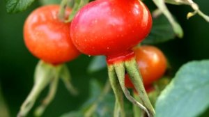 Осень - время сбора шиповника/разговор о пользе корня шиповника