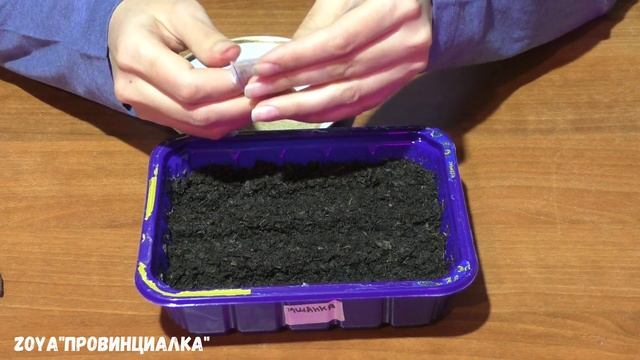 СЕЮ многолетники/ лаванда/ мшанка/ томат/#деревня #многолетники #цветы #flowers смотреть онлайн