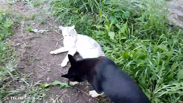 мой кот Фунтик гоняет плюшку