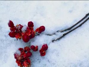 Снегири