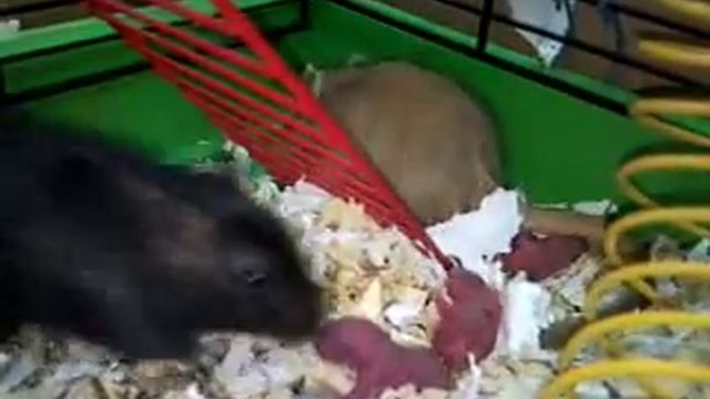Семья мышей песчанок