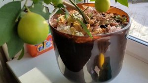 Лимон на подоконнике. Часть 5.