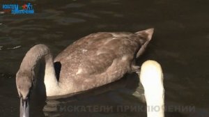 Домбай для "чайников". Теберда. Тебердинский заповедник. пос. Домбай. Канатные дороги