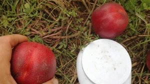 Нектарин Біг Топ. Nectarine Big Top. Крупний і дуже солодкий сорт. Огляд від Максі Сад