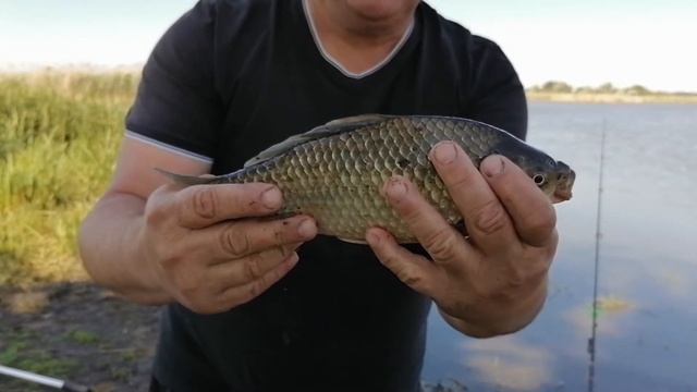 Природа и Рыбалка в Адыгее. Часть 1.( Пруд " Дорошенко") смотреть онлайн