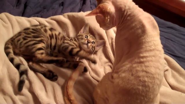 Bengal kitten playing with Sphynx смотреть онлайн
