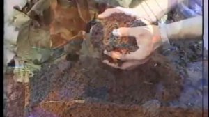 10  Выращивание картофеля  Технология изобилия урожая по методу Миттлайдера)