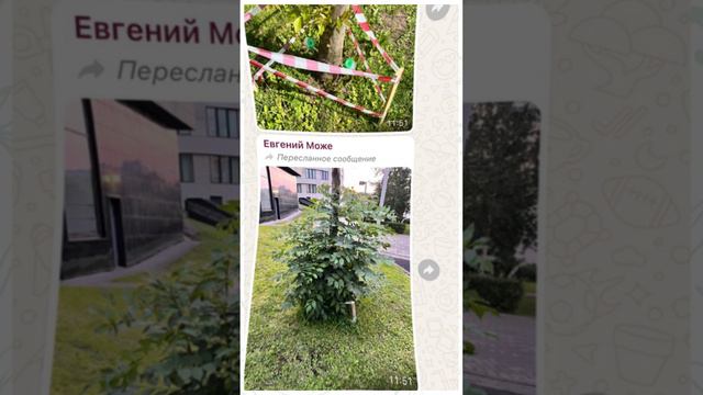Как восстановить дерево, пострадавшее от заморозков?