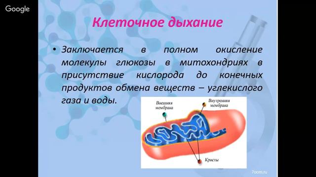 Понятие метаболизма. Энергетический обмен