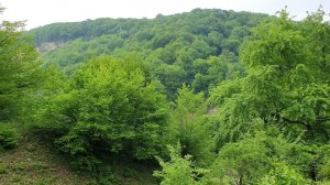 Nature sounds in a Mountain village in the Morning