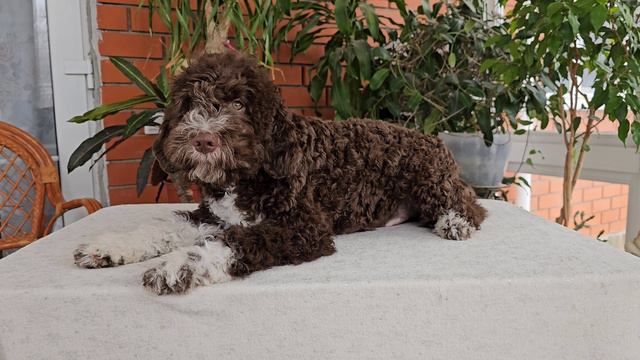 Jim-Dandy смотреть онлайн