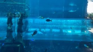 Аквапарк Дубай 4к. Отель Атлантис аквапарк Дубай Aquaventure 2020