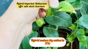 Offer Sale Hybrid Imported Anthurium