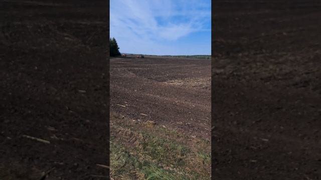 Сев озимой пшеницы после подсолнечника