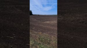 Сев озимой пшеницы после подсолнечника