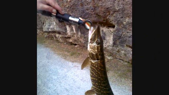 Oldstomp catture 2011 смотреть онлайн